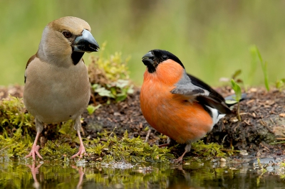 <i class='fa fa-user'></i>&nbsp;freekmeijer&nbsp;|   Goudvink&nbsp; <i class='fa fa-eye'>&nbsp;610</i> &nbsp;<i class='fa fa-thumbs-up'>&nbsp;2</i> &nbsp; <i class='fa fa-comment-o'>&nbsp;5</i>