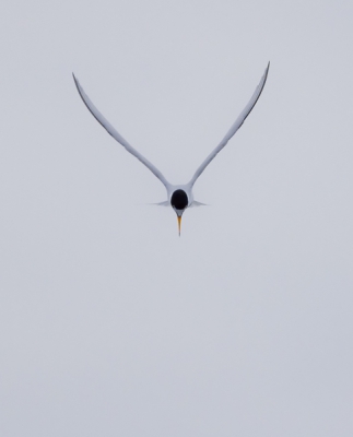 Bewolkte dag met veel wind. Stond onderaan een dijk te kijken naar een bruinvis terwijl deze dwergstern even snel poseerde. Met tegenlicht gefotografeerd.