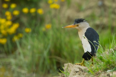 Opeens in de verte deze kleine reigerachtige soort. Na een beetje verkassen kon ik toch niet voorkomen dat er wat sprietjes door de vogel staan.