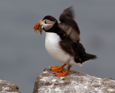 Tijdens een vogel weekend in Engeland. Genomen tijdens een boot tocht naar de Farne eilanden vanaf Sea Island