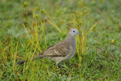 <i class='fa fa-user'></i>&nbsp;Gerard Visser&nbsp;|   Zebraduif&nbsp; <i class='fa fa-eye'>&nbsp;294</i> &nbsp; <i class='fa fa-comment-o'>&nbsp;4</i>
