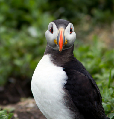 Dit weekend een bootreis van 2 x 14 uur. Om dit prachtige vogeltje in levende lijven te zien.