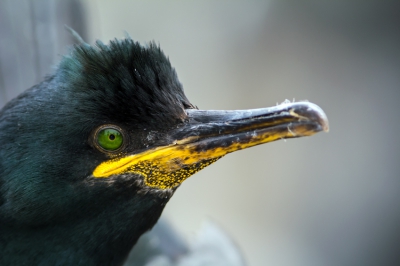 Rondlopend op een van de Farne eilanden met 420 mm om me nek . De vogels zaten zo dicht bij dat ik dit portret ook had kunnen maken met mijn 50 mm of telefoon. Maar ik moest me hier mee behelpen