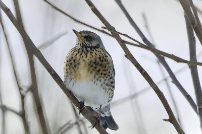 Deze mooie vogel kwam op het fruit in mijn tuin af, en liet zich door de merels niet verjagen. Opname snel door het raam heen gemaakt: weinig contrast en niet helemaal scherp, daarom wat ge-fotoshopt(d?)

Nikon D70 + Maksutov 1000mm f10 (400-ISO 1/125)