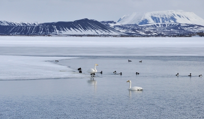 Het bij vogelvrienden wel bekende en schitterende Myvatn
meer, lag begin mei nog vrijwel geheel dicht. Op enkele plaatsen aan de noordkant waren wel al wakken aan het ontstaan, waarin een keur van watervogels rondzwom.
Naast de wilde zwanen zag je brilduikers, zaagbekken en kuifeenden. Net buiten beeld zwommen  roodkeelduikers, kuifduikers en ijsduikers. Op de achtergond links zie je de indrukwekkende kegelvulkaan Hverfjall. Een magisch landschap om verslaafd aan te raken.