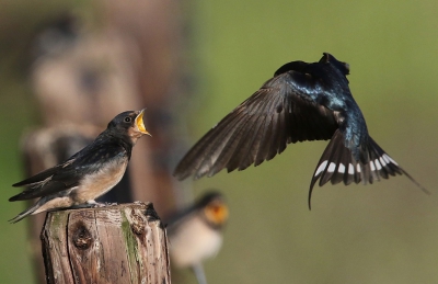 Gewoon een prachtig moment om mee te maken. Gauw de camera gepakt en terug de tuin in. Ze zaten aan de rand van het weiland netjes te wachten op wie er gevoerd zou worden.