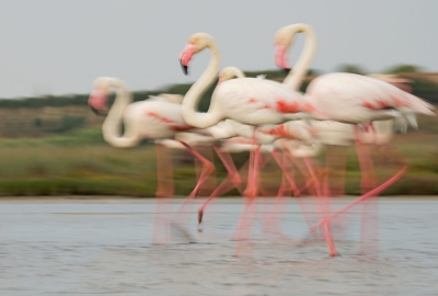 <i class='fa fa-user'></i>&nbsp;Wim Werrelman&nbsp;|   Flamingo&nbsp; <i class='fa fa-eye'>&nbsp;269</i> &nbsp;<i class='fa fa-thumbs-up'>&nbsp;2</i> &nbsp; <i class='fa fa-comment-o'>&nbsp;4</i>