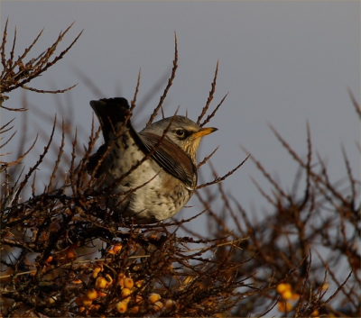 Even snel een bezoek gebracht aan de vele kramsvogel, koperwieken en vinken die zich tegoed doen aan de duindoornbessen. De winter doet van zich spreken en de vogels laten zich goed benaderen. 500mm iso200 F9.5 1/500  -1,0 stop