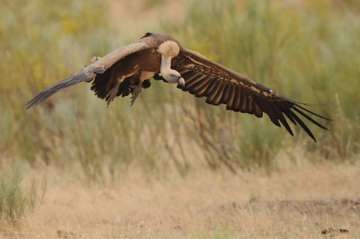 We hebben drie soorten gieren gezien bij de hut waarvan de vale de middelste was qua formaat.
Bij de landing is te zien dat het ook hier om een enorme vogel gaat.