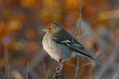 Tussen de vele koperwieken en kramvogels deze vink voor de nieuwe lens.
200iso F6.7 1/60  -1,0 stop met schouderkolf