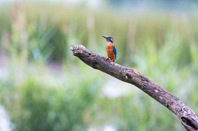 Na enkele dagen posten in een hut werd ik rijkelijk beloond. De ijsvogel kwam gedurende 2,5 steeds even kijken of ik er nog was. Dit is n van de foto's die ik die ochtend heb kunnen maken.