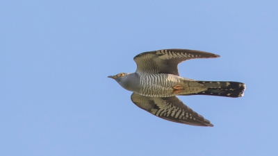 Stond hoog op mijn wenslijst, een Koekoek in vlucht en eindelijk komt hij mooi langs vliegen, ben er best blij mee.