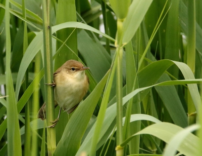 In het riet langs de Schipbeek.  Mijn eerste top-foto met nieuwe lens