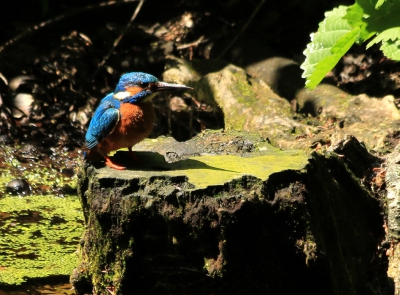 Een plekje ontdekt waar regelmatig een ijsvogelpaartje  stopt op weg naar hun nest.  Op deze foto het mannetje.