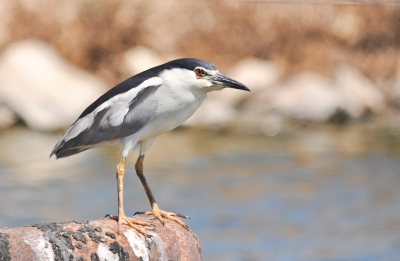 De visvijvers van Ma'agan Michael zitten boordevol met vis. Vogels in alle soorten en maten komen hierop af voor een lekker maaltje. Soms zijn de vissen zo groot dat ze nauwelijks door te slikken zijn. Ook deze kwak was op zoek naar een visje voor bij de lunch.