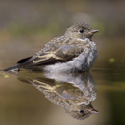 Foto van opzij van de juveniele Vink!!!!!!!????????????