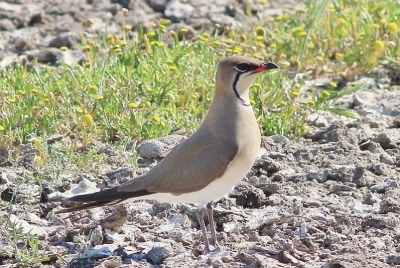 We waren er bijna voorbij gefietst. Toch maar even kijken of er nog bijzondere vogels op dit veldje te zien waren. En toen zagen we 2 vorkstaartplevieren op korte afstand. Een buitenkansje.