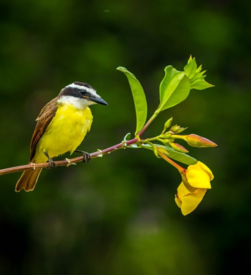 Het geel van de vogel combineert goed met geel van de bloem
EOS 70 d 300 mm f4 1/200 ISO 640