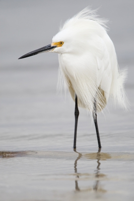 <i class='fa fa-user'></i>&nbsp;Wilfred Marissen&nbsp;|   Amerikaanse Kleine Zilverreiger&nbsp; <i class='fa fa-eye'>&nbsp;259</i> &nbsp; <i class='fa fa-comment-o'>&nbsp;3</i>