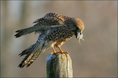 Stom geluk! Ik stopte eigenlijk voor een buizerd, maar die vloog (zoals gebruikelijk!) meteen weg. Ik kijk naar links een daar zit vlakbij een torenvalkje een muis te veroberen.