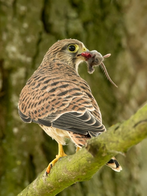 Deze jonge Torenvalk heeft pas een paar dagen geleden het nest verlaten. Je kunt de laatste donsveertjes nog op zijn kopje zien. 
De ouders zorgen voor een voortdurende toevoer van verse muizen. Maar als je dan je muis krijgt moet je hem wel goed beschermen anders gaat je broertje of zusje ermee vandoor.