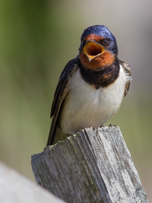 Een koppeltje boerenwaluwen foerageerden rond de hut in de kleiputten. Soms kwamen ze even op de houten windschermen uitrusten. Schuw waren ze allerminst.