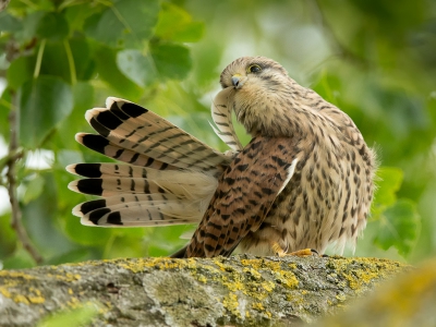<i class='fa fa-user'></i>&nbsp;Inge Duijsens&nbsp;|   Torenvalk&nbsp; <i class='fa fa-eye'>&nbsp;390</i> &nbsp;<i class='fa fa-thumbs-up'>&nbsp;4</i> &nbsp; <i class='fa fa-comment-o'>&nbsp;4</i>