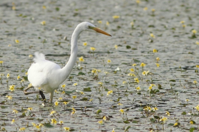 <i class='fa fa-user'></i>&nbsp;groenvogel57&nbsp;|   Grote Zilverreiger&nbsp; <i class='fa fa-eye'>&nbsp;222</i> &nbsp; <i class='fa fa-comment-o'>&nbsp;4</i>