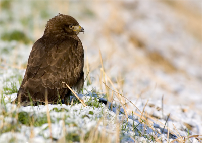 Deze buizerd zat wat uit te rusten. Ik kon hem tot op ong. 20 mtr. naderen  en toen keek hij me pas geirriteerd aan, na een paar foto's ben ik maar weer rustig weggekropen. Hij  schudde z'n veren nog een keer op en ging verder met uitrusten. 
20D met 400 5.6L