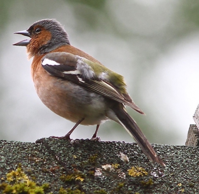 deze vink deed goed zijn best en liet ons tegelijk zijn mooie gekleurde  verenpracht zien