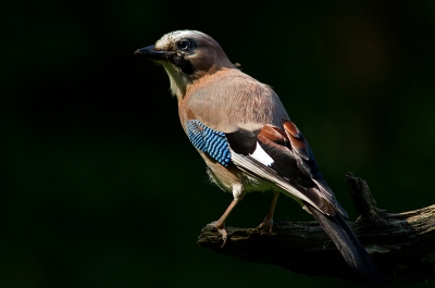 De gaai behoorlijk moeten onderbelichten vanwege het felle licht. Wilde het accent op het verenkleed leggen.