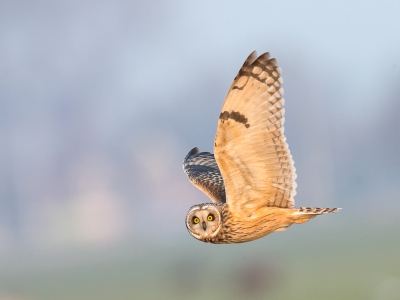 Als je een Velduil op deze manier mag fotograferen dan ben je wel een geluksvogel.