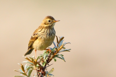 Foto is 's morgens vroeg genomen bij opkomende zon. Mooi zacht licht. Genomen met Canon 7D en 300mm 2.8 is usm lens