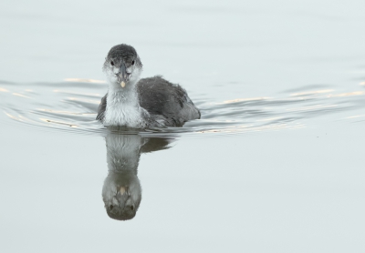 <i class='fa fa-user'></i>&nbsp;henksteen&nbsp;|   Meerkoet&nbsp; <i class='fa fa-eye'>&nbsp;232</i> &nbsp; <i class='fa fa-comment-o'>&nbsp;1</i>