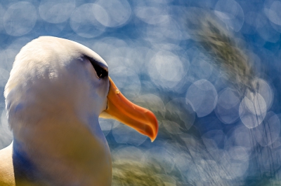 Een bezoekende albatross op Helgoland. De mooie kop tegen het water en wuivende gras vind ik zelf mooi.