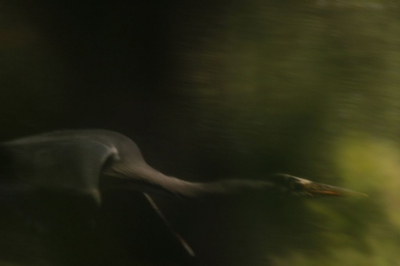 Ik was met een ef 400mm lens (geleend) aan het foto's maken van deze blauwe reiger. Toen hij wegvloog ging ik nog even door terwijl hij achter bomen langs vloog. dit leverde dit effect.