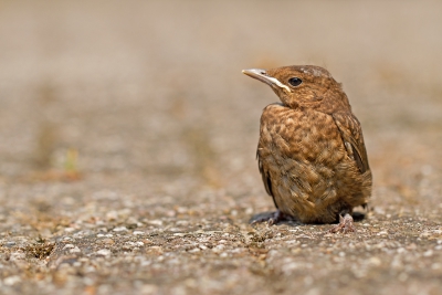 Het project "Vogels in mijn wijk" ligt in de zomer wat stil. De vogeltjes zitten te vaak verstopt tussen de bladeren. Hier zat de jonge merel wat verstijfd op de grond. Ik had net een aanval van een kat ongedaan kunnen maken...
Nadat ik een paar opnames gemaakt had. Begon er wat leven in de vogel te komen en hipte die weg onder de struiken.