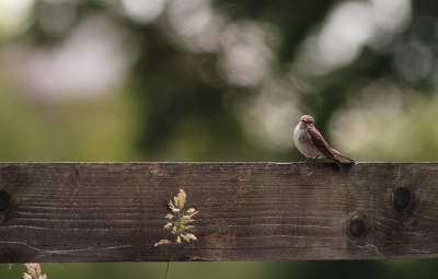 Deze grauwe vliegenvanger heeft een nest en komt daarom af en aan vliegen. Dit levert leuke kansen op. Vooral het hek met de grassprieten vind ik voor een landelijk plaatje zorgen.