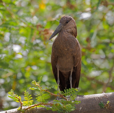 <i class='fa fa-user'></i>&nbsp;guido mwm&nbsp;|   Hamerkop&nbsp; <i class='fa fa-eye'>&nbsp;458</i> &nbsp;<i class='fa fa-thumbs-up'>&nbsp;1</i> &nbsp; <i class='fa fa-comment-o'>&nbsp;14</i>