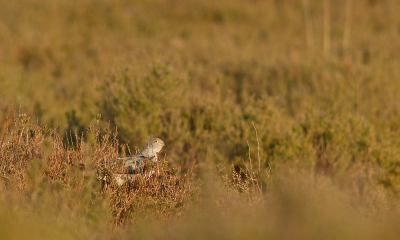 De koekoeken waren veelvuldig op die plaats te horen. Onze aandacht werd getrokken door een paar hippende koekoeken tussen de struikheide. Ineens zag ik dat een koekoek door een pieper gevoerd werd. Dat speelde zich achter de struiken af. Alleen dit kopje kwam even later weer boven.