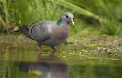 <i class='fa fa-user'></i>&nbsp;Kees Kroon&nbsp;|   Holenduif&nbsp; <i class='fa fa-eye'>&nbsp;348</i> &nbsp; <i class='fa fa-comment-o'>&nbsp;5</i>
