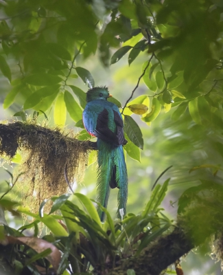 <i class='fa fa-user'></i>&nbsp;Bert Ooms&nbsp;|   Quetzal&nbsp; <i class='fa fa-eye'>&nbsp;485</i> &nbsp;<i class='fa fa-thumbs-up'>&nbsp;3</i> &nbsp; <i class='fa fa-comment-o'>&nbsp;12</i>