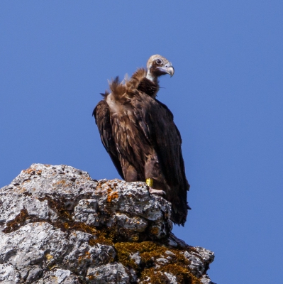 Rij je op n van de mooie bergwegen in de Sierra de Grazalema, zit daar plotseling op nog geen 20 meter afstand een vale gier zijn gebied te overzien. Hij liet rustig toe dat ik een serie foto's kon schieten en scheerde daarna rustig over mijn hoofd het dal in.