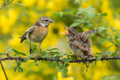 Ik vind het altijd geweldig om zien hoe oudervogels hun jongen grootbrengen. Moeder roodborsttapuit voederde de jongen terwijl even verderop vader alles nauwlettend in de gaten hield.