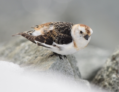 <i class='fa fa-user'></i>&nbsp;henkdikkers&nbsp;|   Sneeuwgors&nbsp; <i class='fa fa-eye'>&nbsp;477</i> &nbsp;<i class='fa fa-thumbs-up'>&nbsp;2</i> &nbsp; <i class='fa fa-comment-o'>&nbsp;9</i>