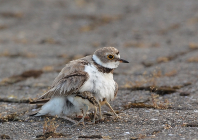 Gisteren werd de derde broedpoging van de plaatselijke volhardende Kleine Plevier (na 75 dagen!) eindelijk beloond... na drie broedsels in de nabijheid van broedende Kleine Mantelmeeuwen zag ik de kroost voor het eerst met de 2 jongen nog verscholen onder de zorgzame moeder! Good luck!