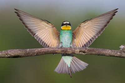 Weer aan het oefenen geweest om een scherpe aanvliegende bijeneter te fotograferen. Uren bn je er mee bezig.  Doe ik graag. Nog geen jongen gesignaleerd.