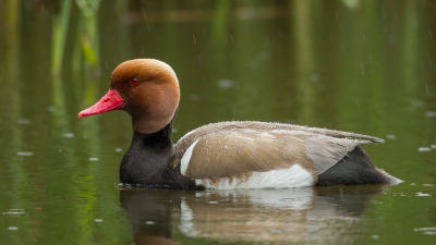 Wegens het slechte weer tijdens mijn vakantie in La Brenne heb ik vele uurtjes doorgebracht in de kijkhut aan het Etang de la Sous. Ik kon mijn geluk niet op toen er een vijftiental krooneenden landen op deze vijver. En exemplaar kwam even dicht genoeg om dan even later terug in het riet te verdwijnen.