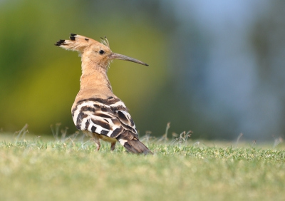 Zeer vroeg op pad gegaan richting de golfbanen wat op dat tijdstip soms een vogelparadijs kan zijn. Met een fijn ochtenzonnetje in de rug op de buik liggend op de green.