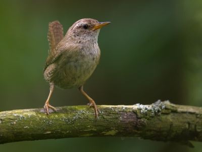 Deze winterkoning trof ik aan in een donker uithoekje van het bos in mijn buurt waar ik regelmatig op wandel ga. Enkele zonnestralen wisten toch door het dichte bladerdek door te dringen en vielen precies op het takje waarop deze winterkoning zich bevond.